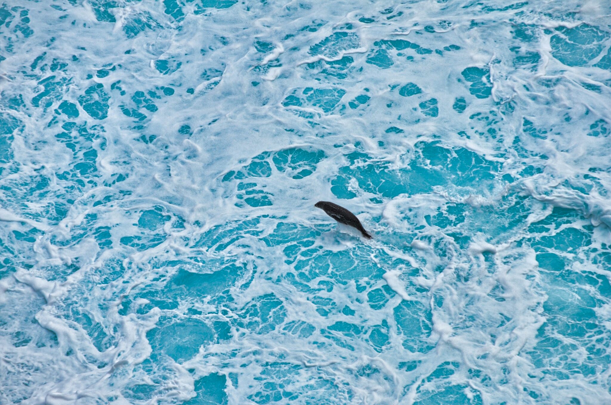 Seal sightseeing - Photo 5