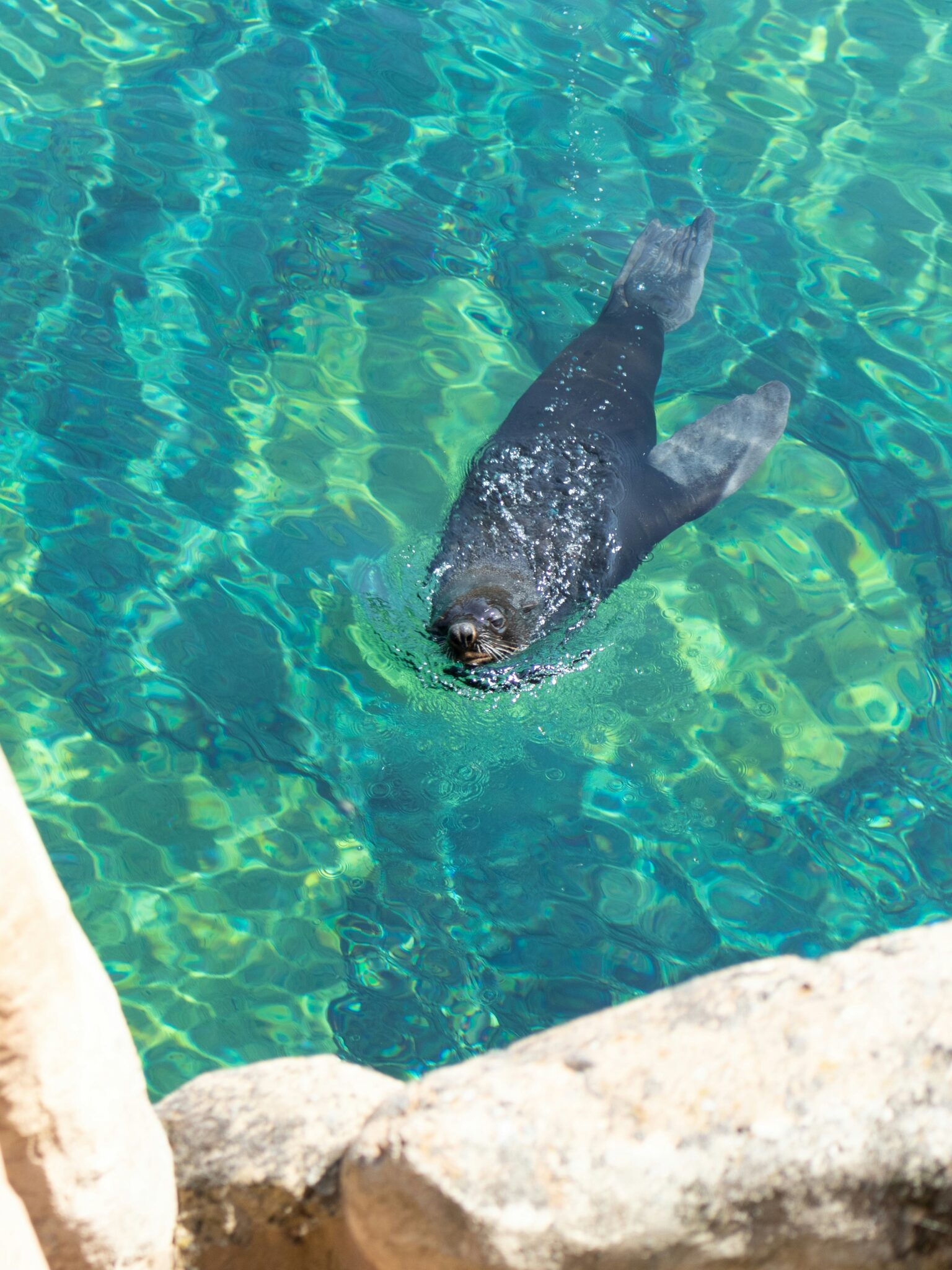 Seal sightseeing - Photo 4