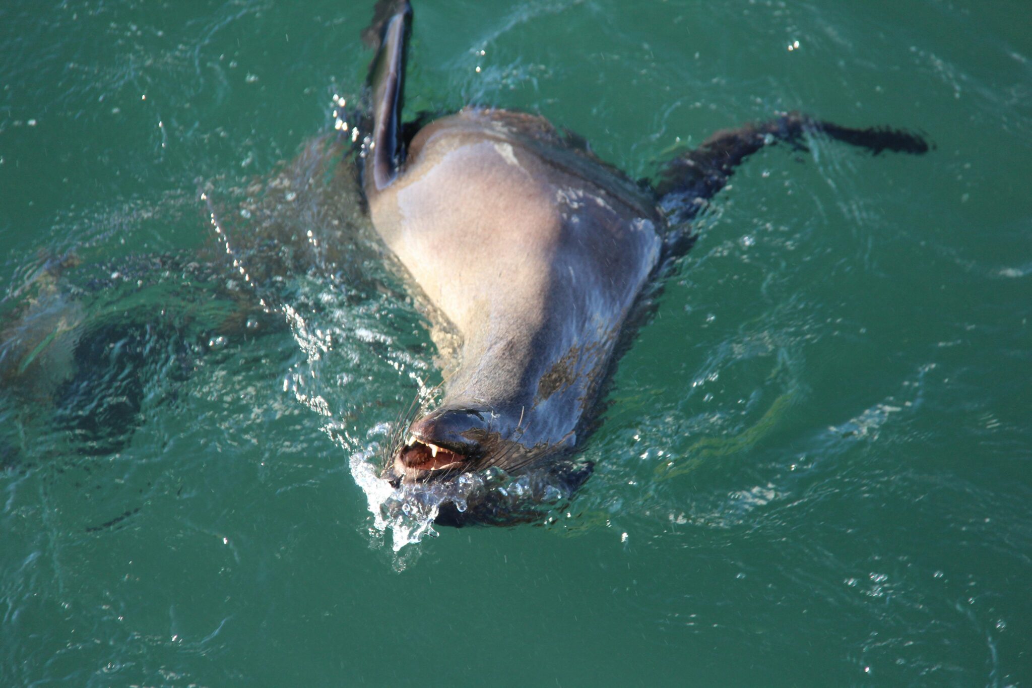 Seal sightseeing - Photo 2