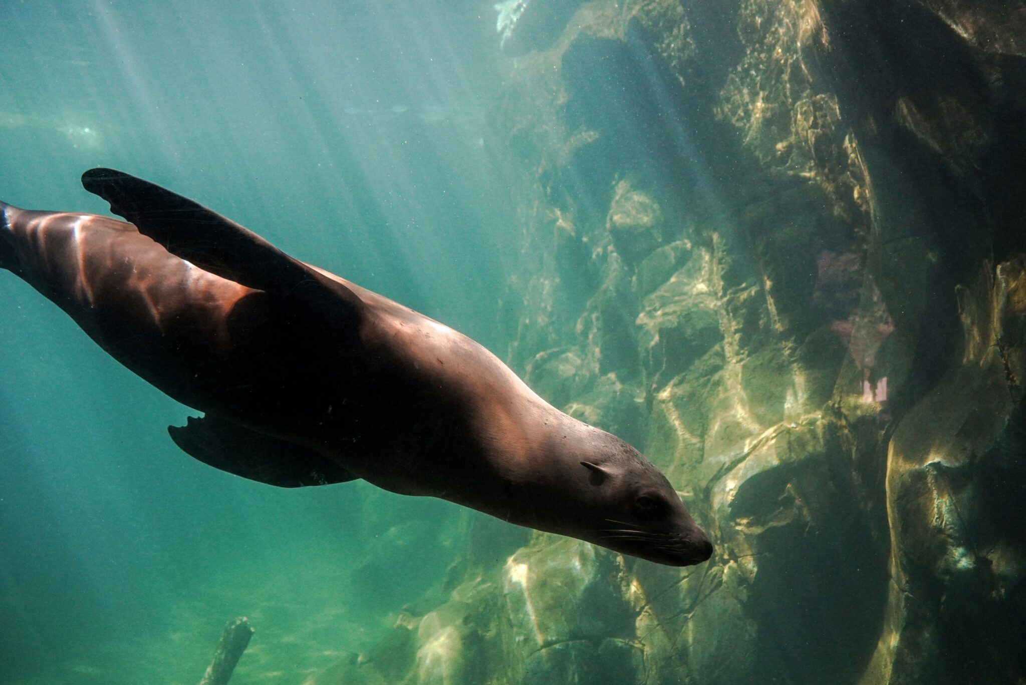 Seal sightseeing - Photo 3